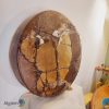 Planktonia